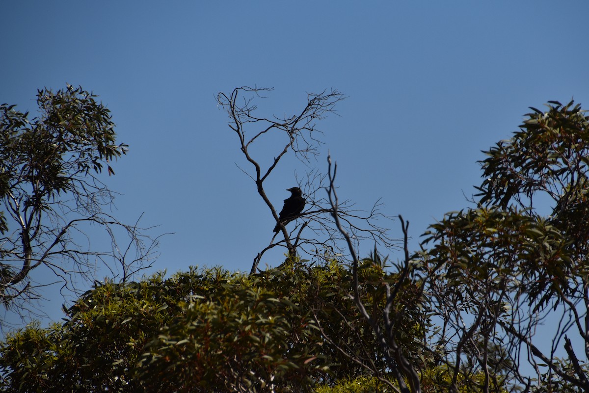 ミナミコワタリガラス - ML646628491