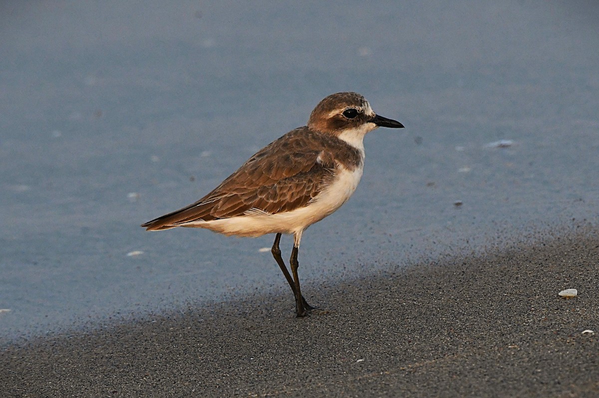 Мородунка - ML646628492