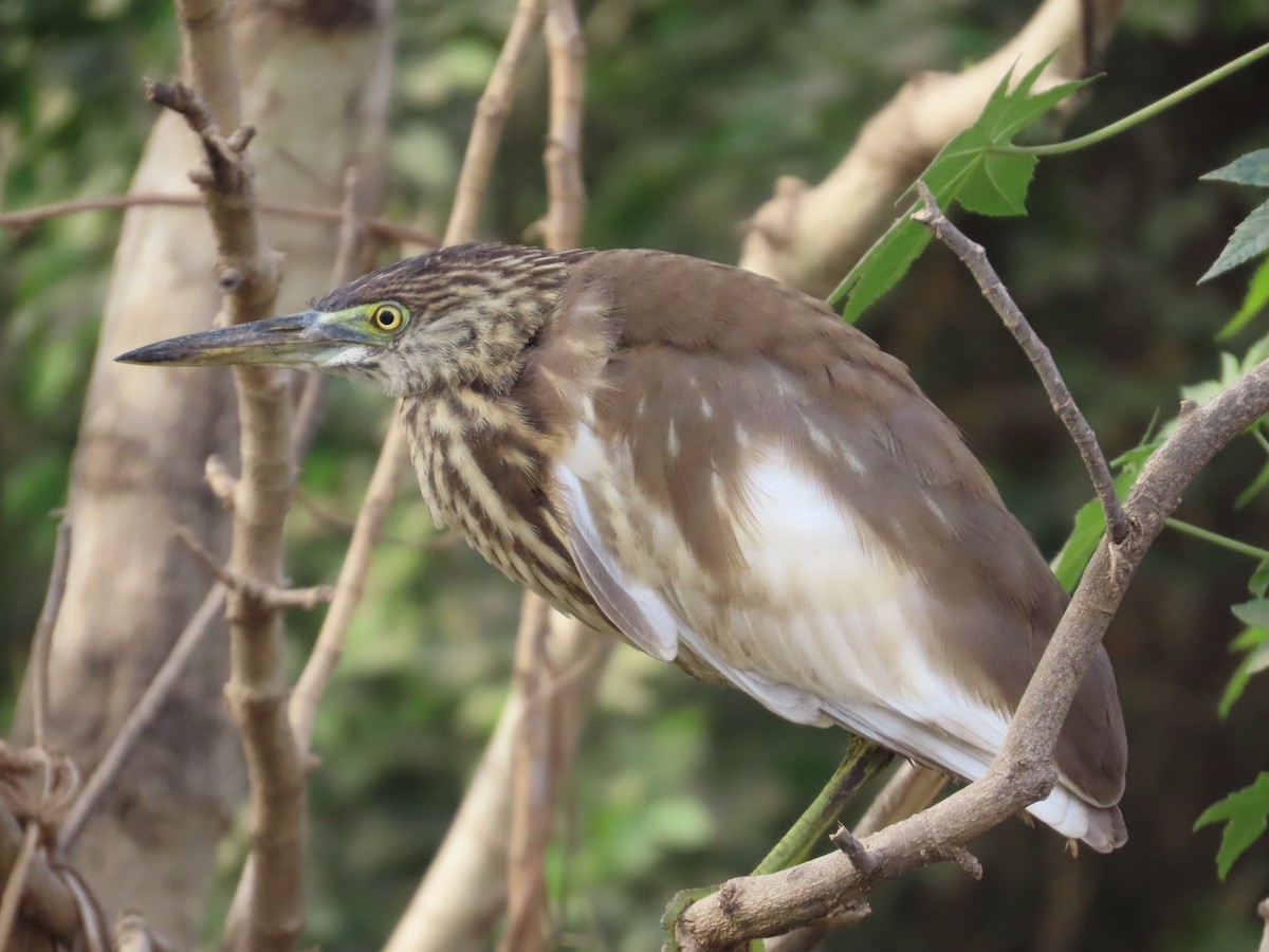 Indian Pond-Heron - ML646628494