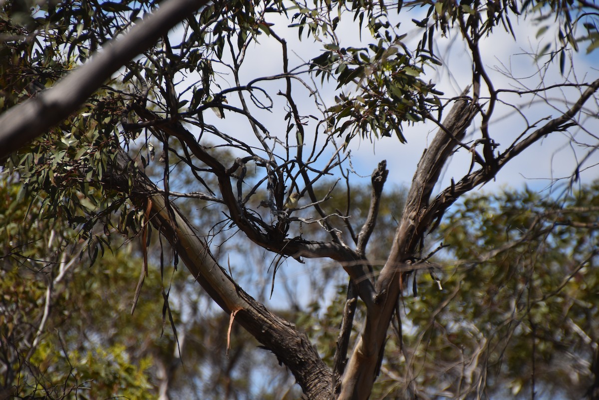 Weebill - ML646628495