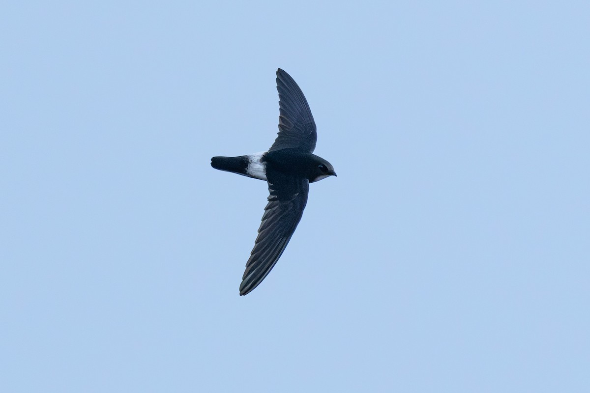 Haussegler (singalensis) - ML646628496