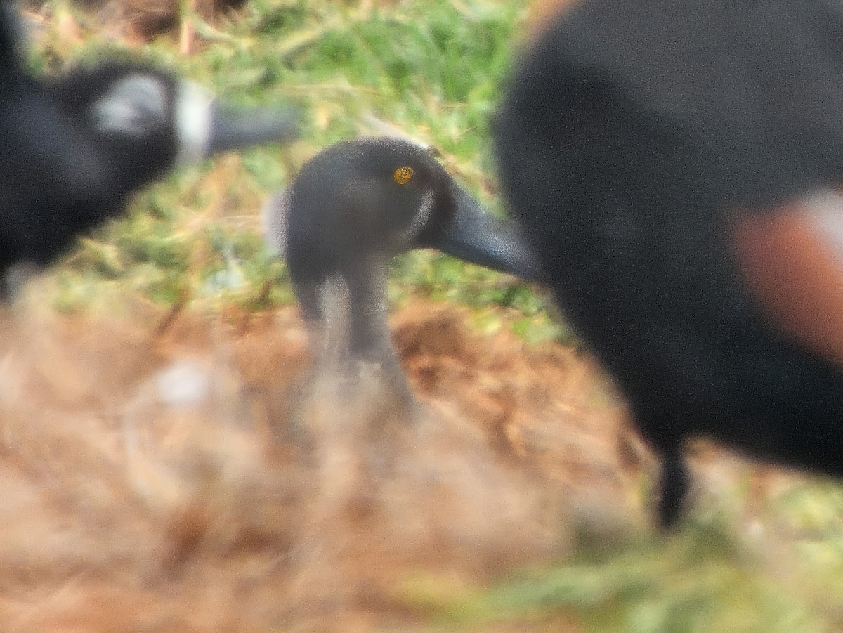 Australasian Shoveler - ML646628498