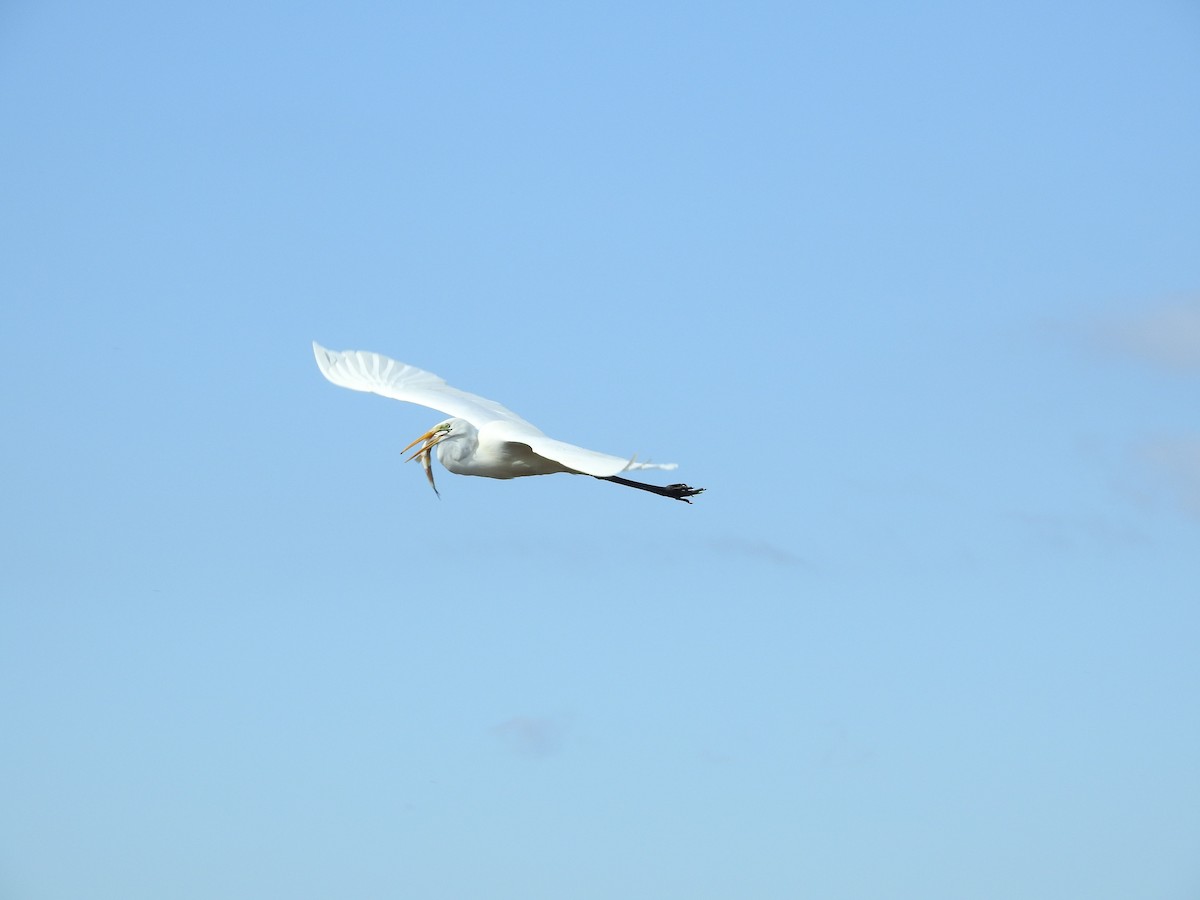 egretthegre - ML646628499