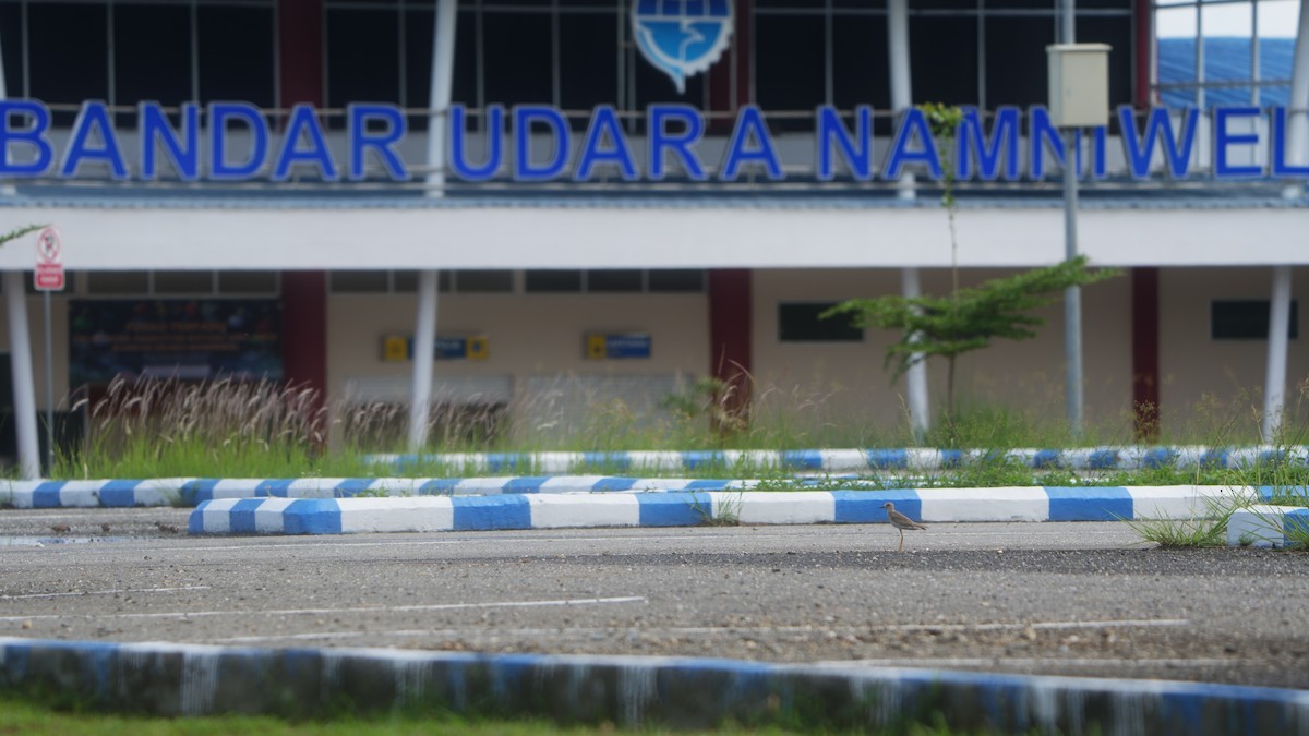 Chorlitejo Asiático Grande - ML646628504