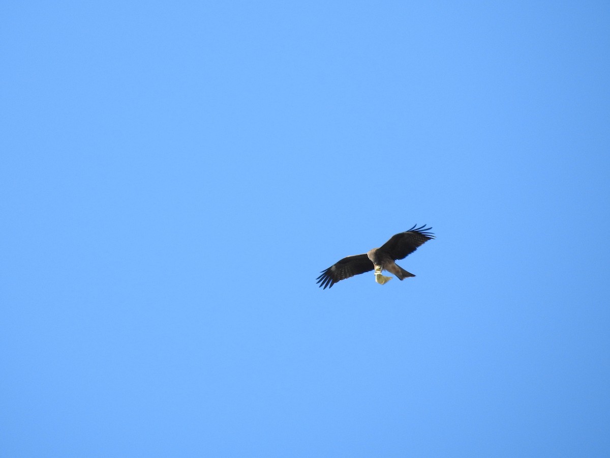 svartglente - ML646628514