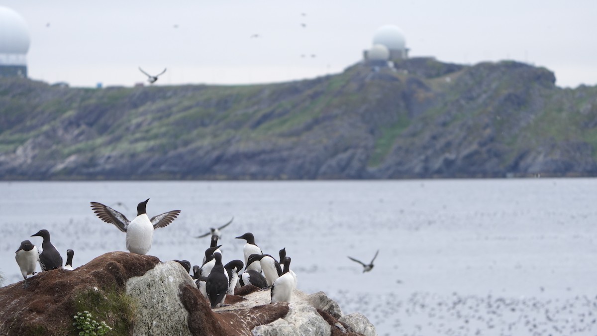 Arao Común - ML646628524