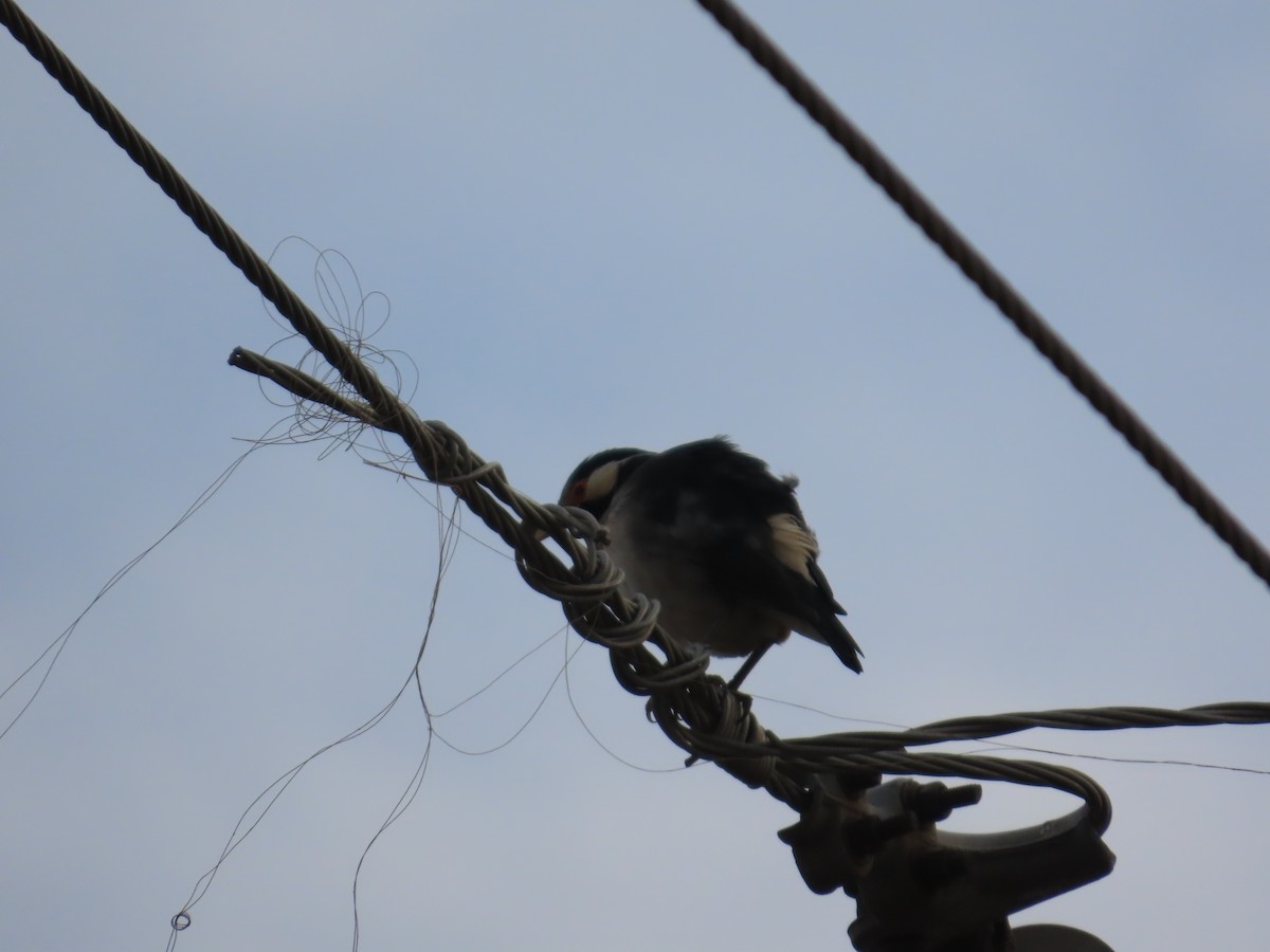 印度鵲椋鳥 - ML646628529