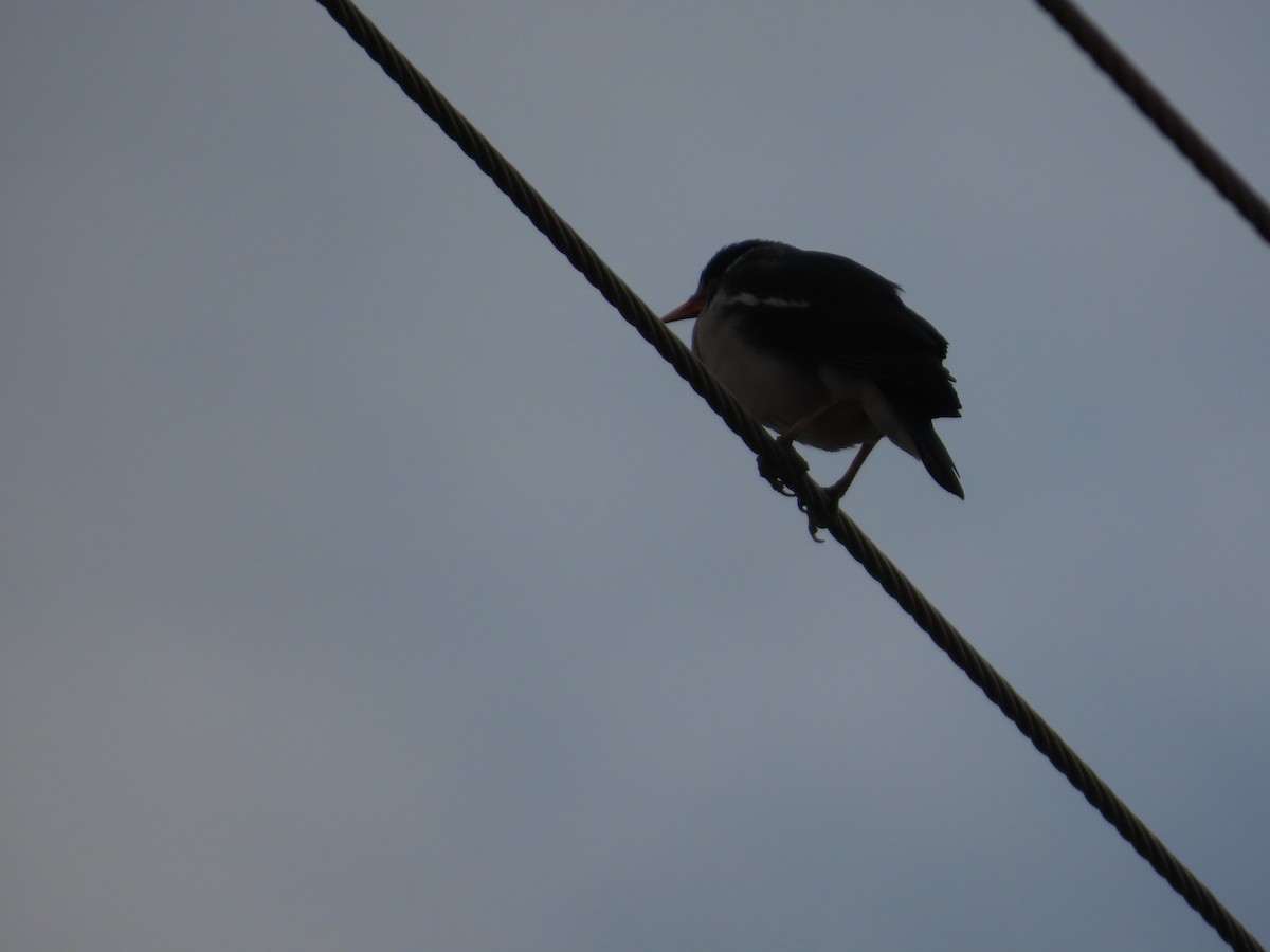 印度鵲椋鳥 - ML646628530