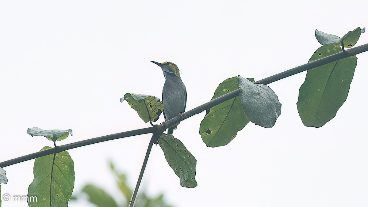 Yellow-browed Camaroptera - ML646628535