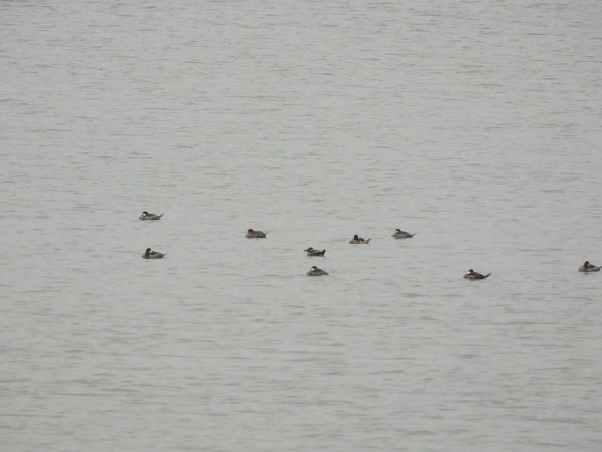 Amerika Dikkuyruğu - ML646628537