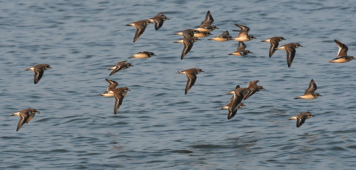 Мородунка - ML646628539