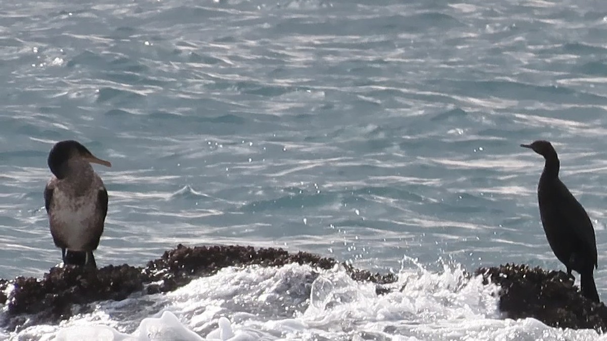 Pelajik Karabatak - ML646628542