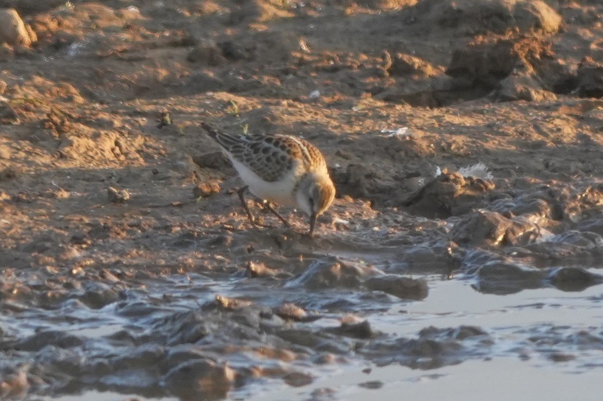 ヨーロッパトウネン - ML646628544