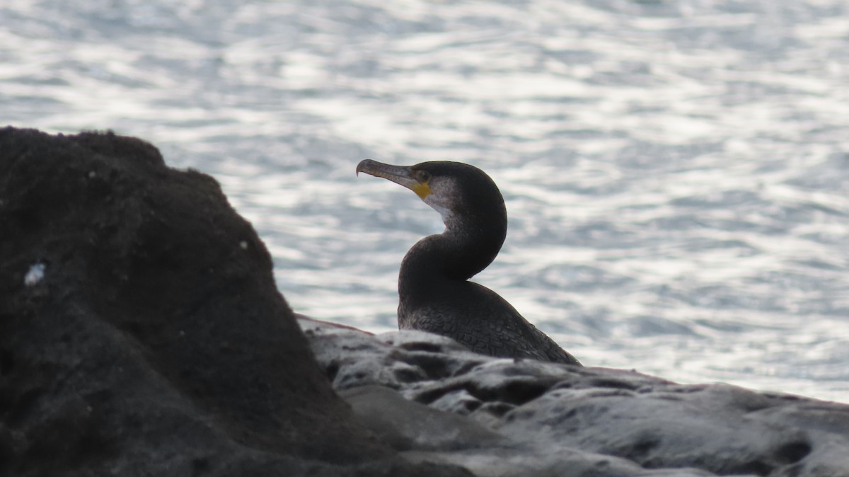 Баклан японський - ML646628547