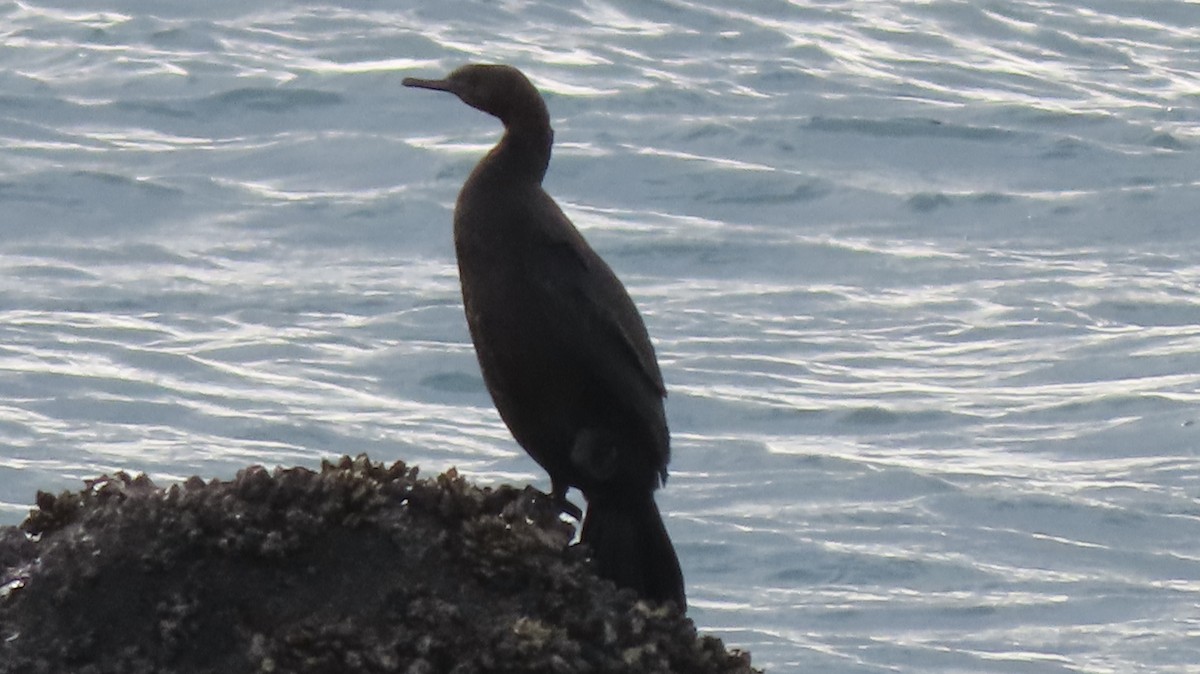 Баклан берингійський - ML646628548