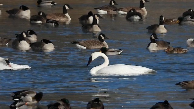 Лебідь-трубач - ML646628553