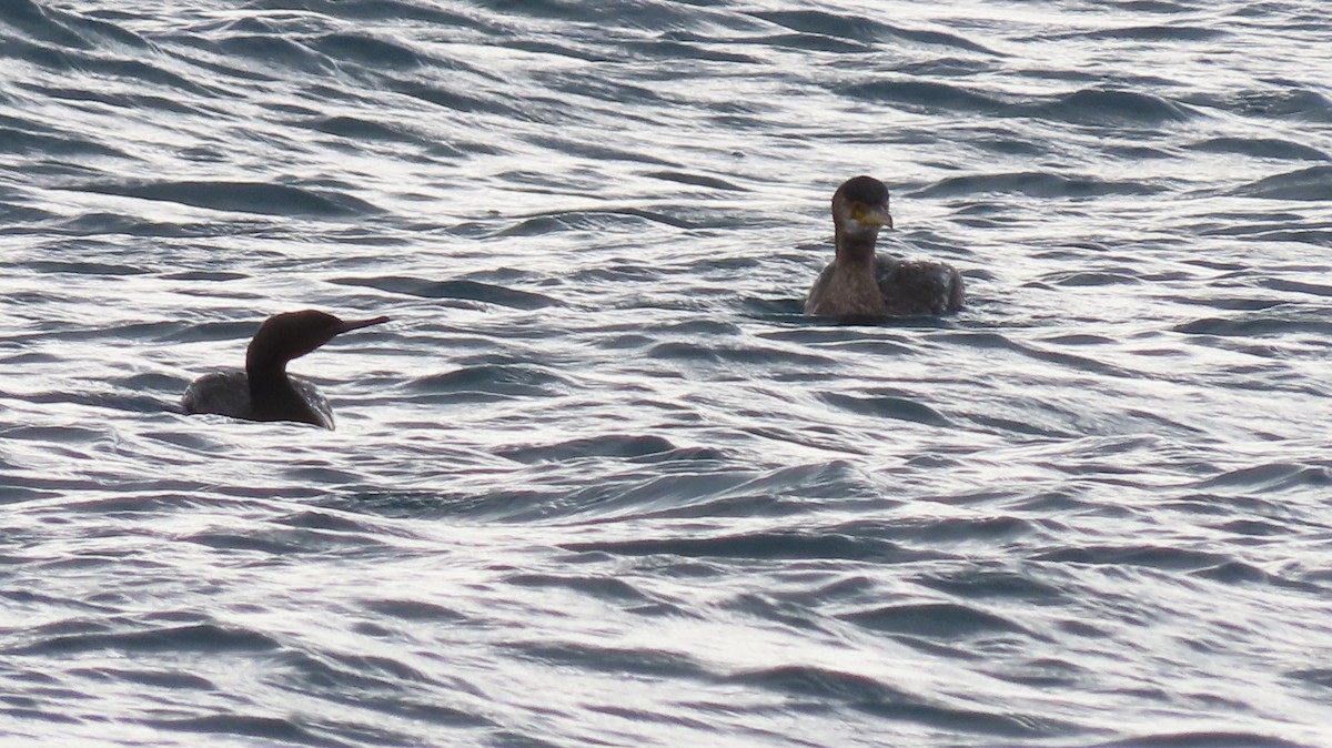 Баклан берингійський - ML646628554