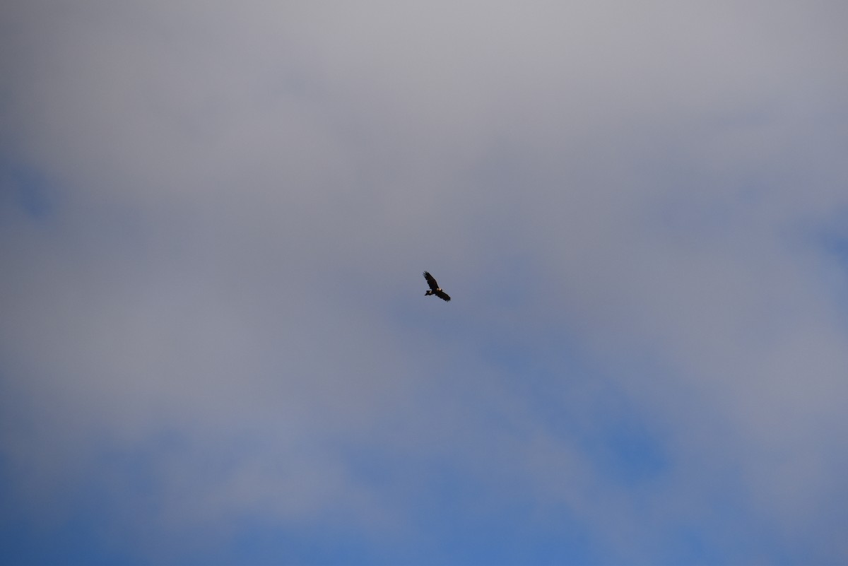 Wedge-tailed Eagle - ML646628556