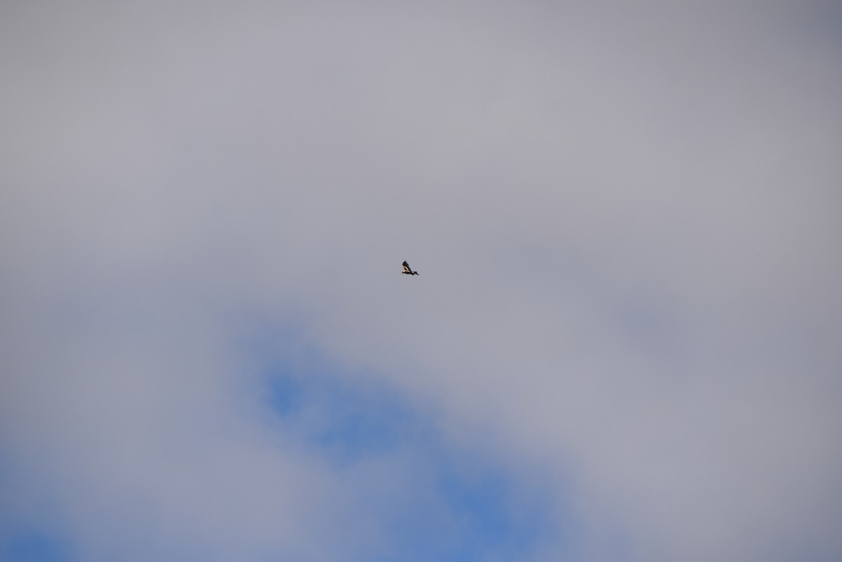 Wedge-tailed Eagle - ML646628557