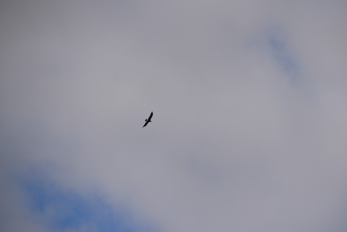 Wedge-tailed Eagle - ML646628558
