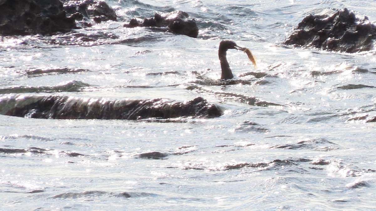 Баклан берингійський - ML646628559