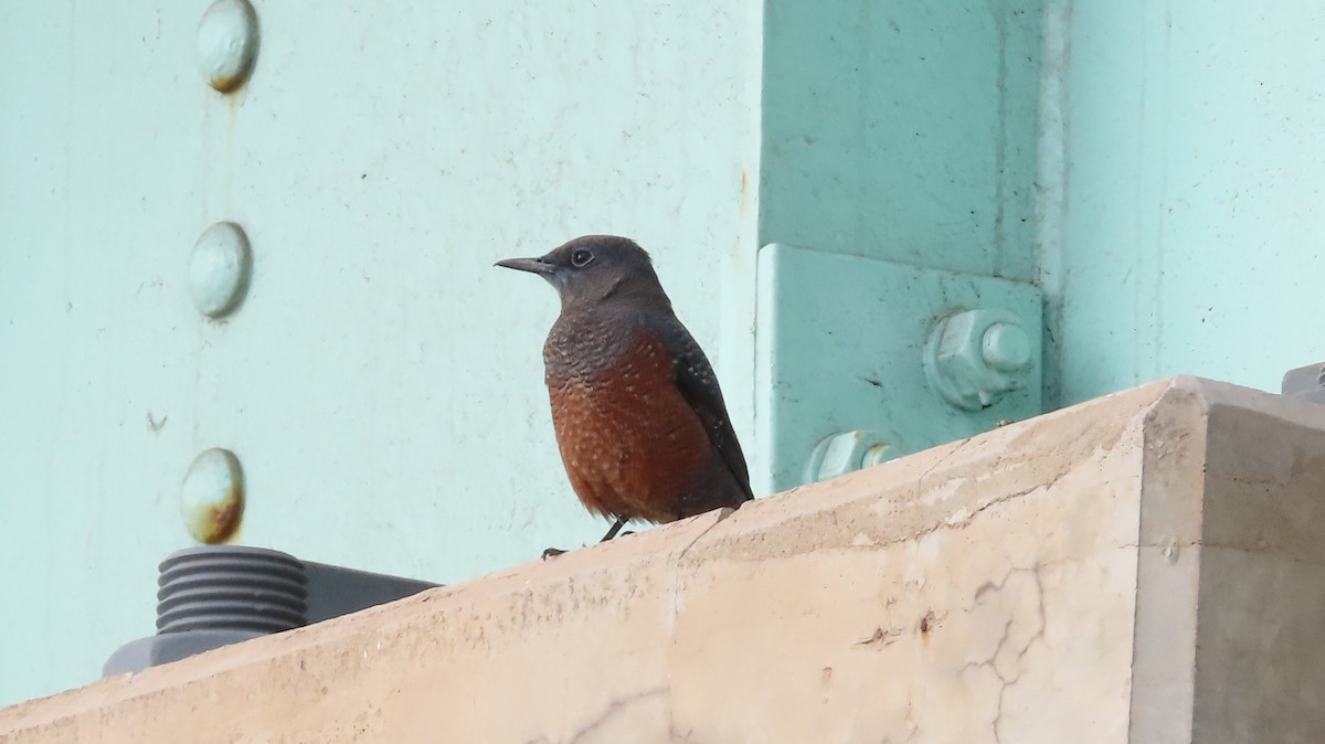 Скеляр синій - ML646628567