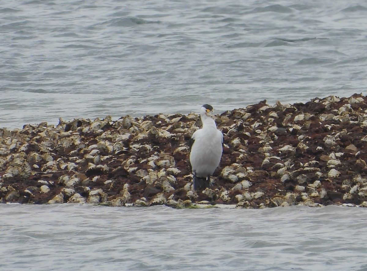 Pied Cormorant - ML646628569