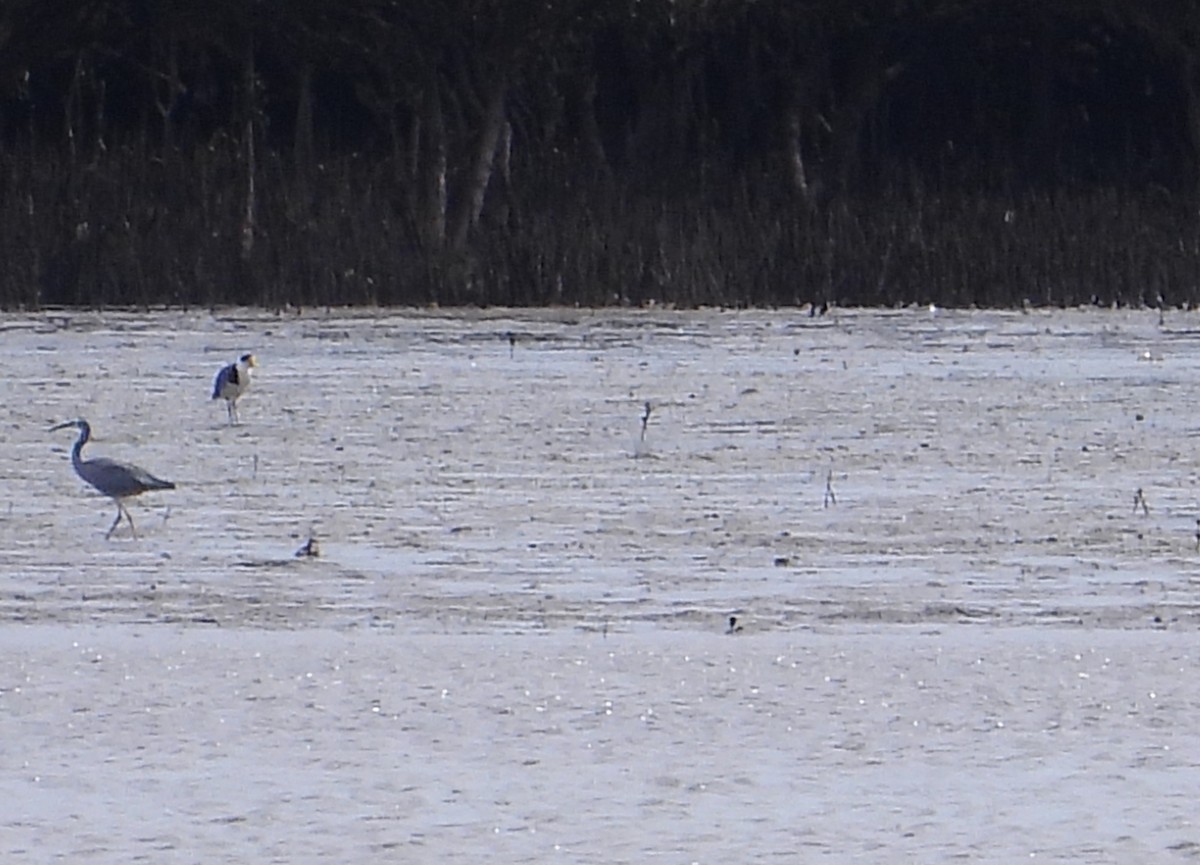 White-faced Heron - ML646628571