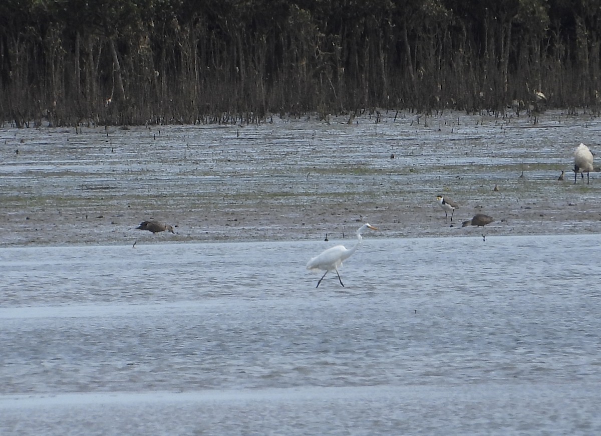 Great Egret - ML646628572