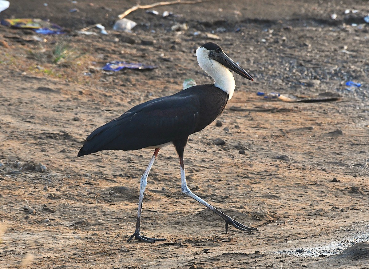 Asian Woolly-necked Stork - ML646628573