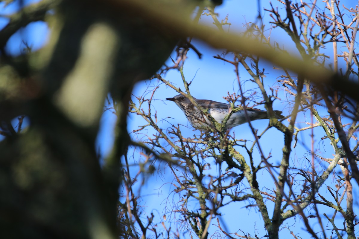 Fieldfare - ML646628574