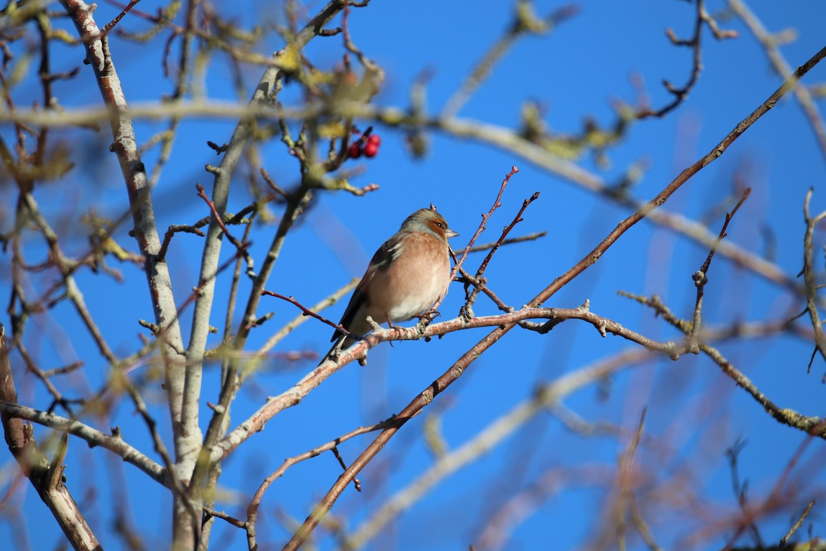 Common Chaffinch - ML646628575