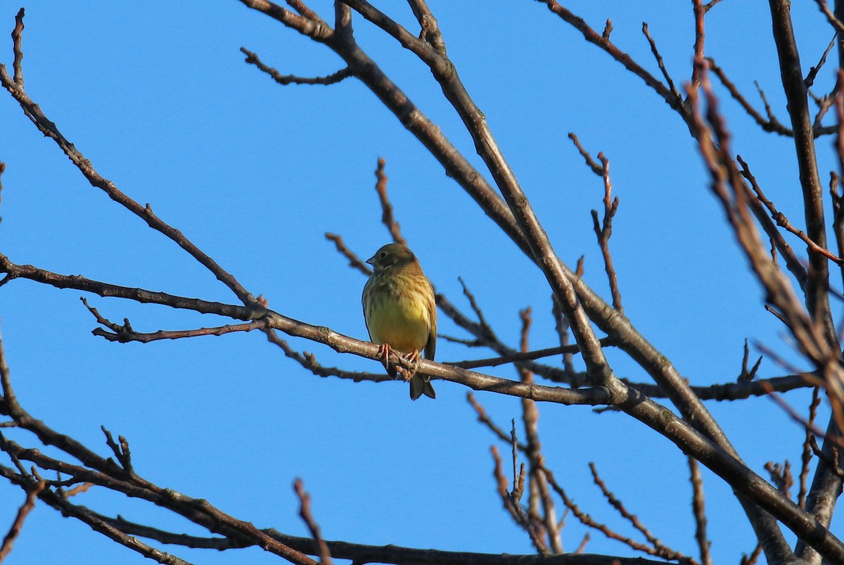 Yellowhammer - ML646628576