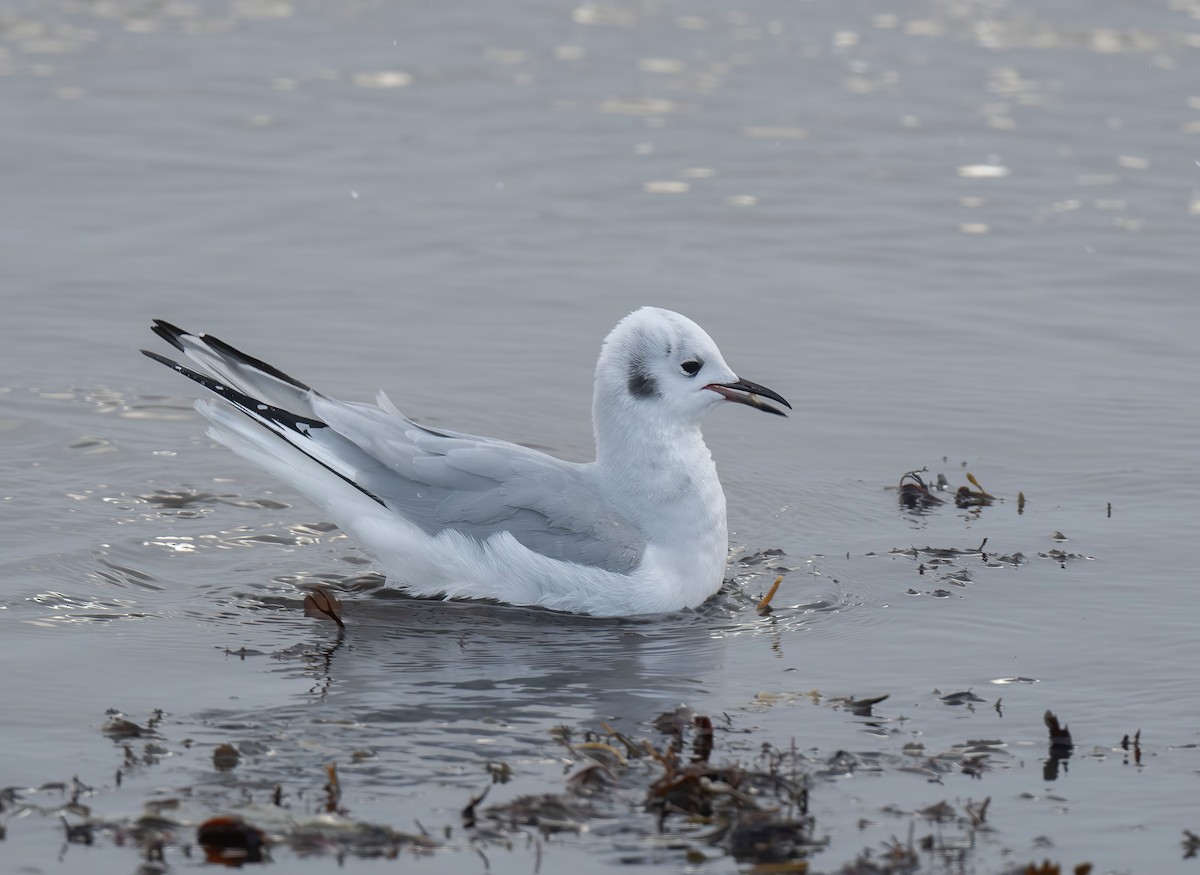 Mouette de Bonaparte - ML646628577