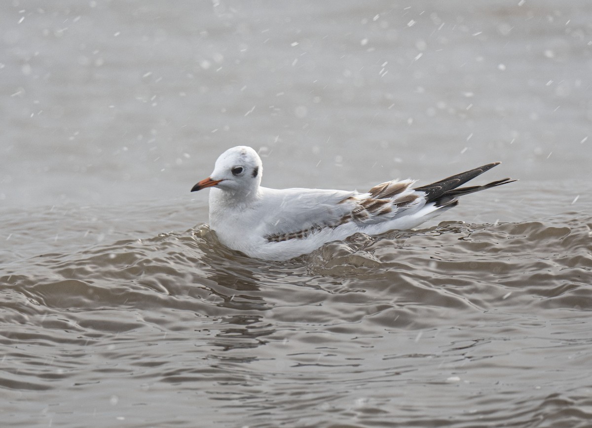 Mouette rieuse - ML646628579