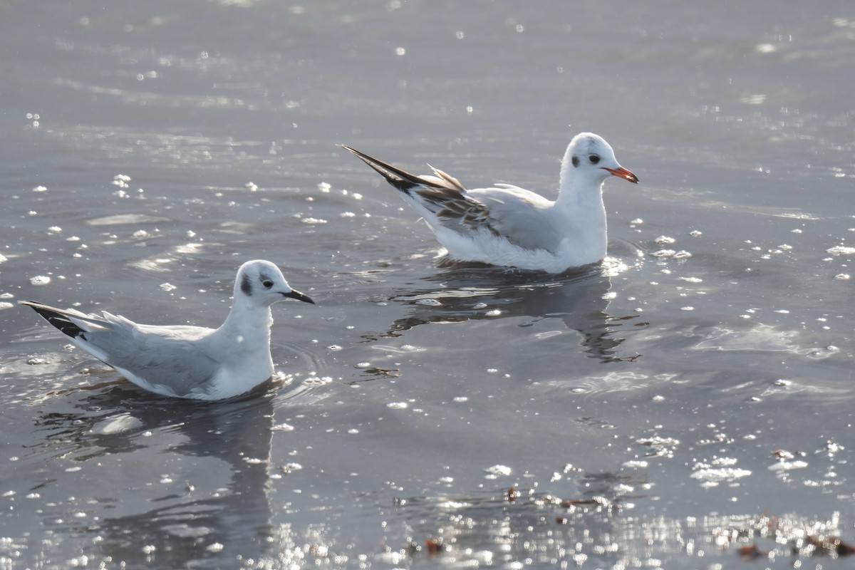 Mouette de Bonaparte - ML646628580