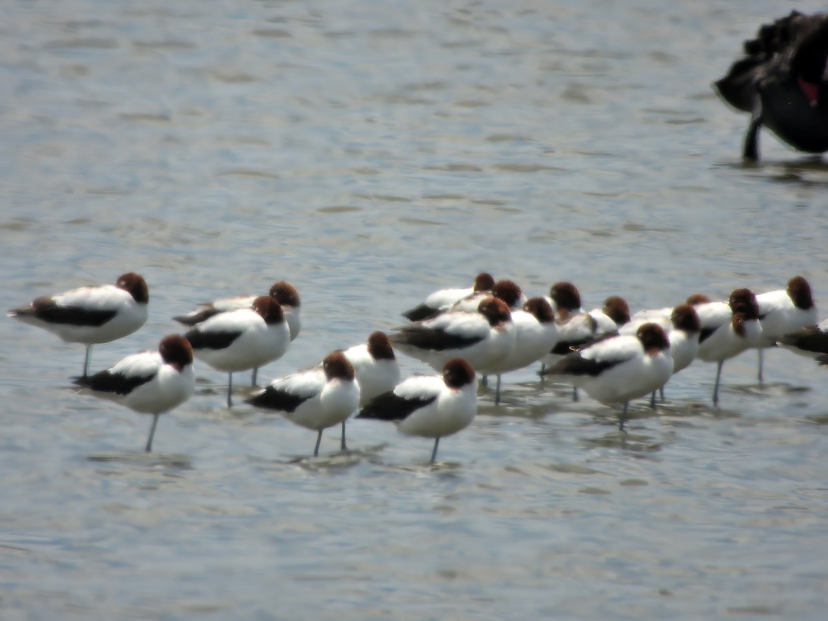 Red-necked Avocet - ML646628588