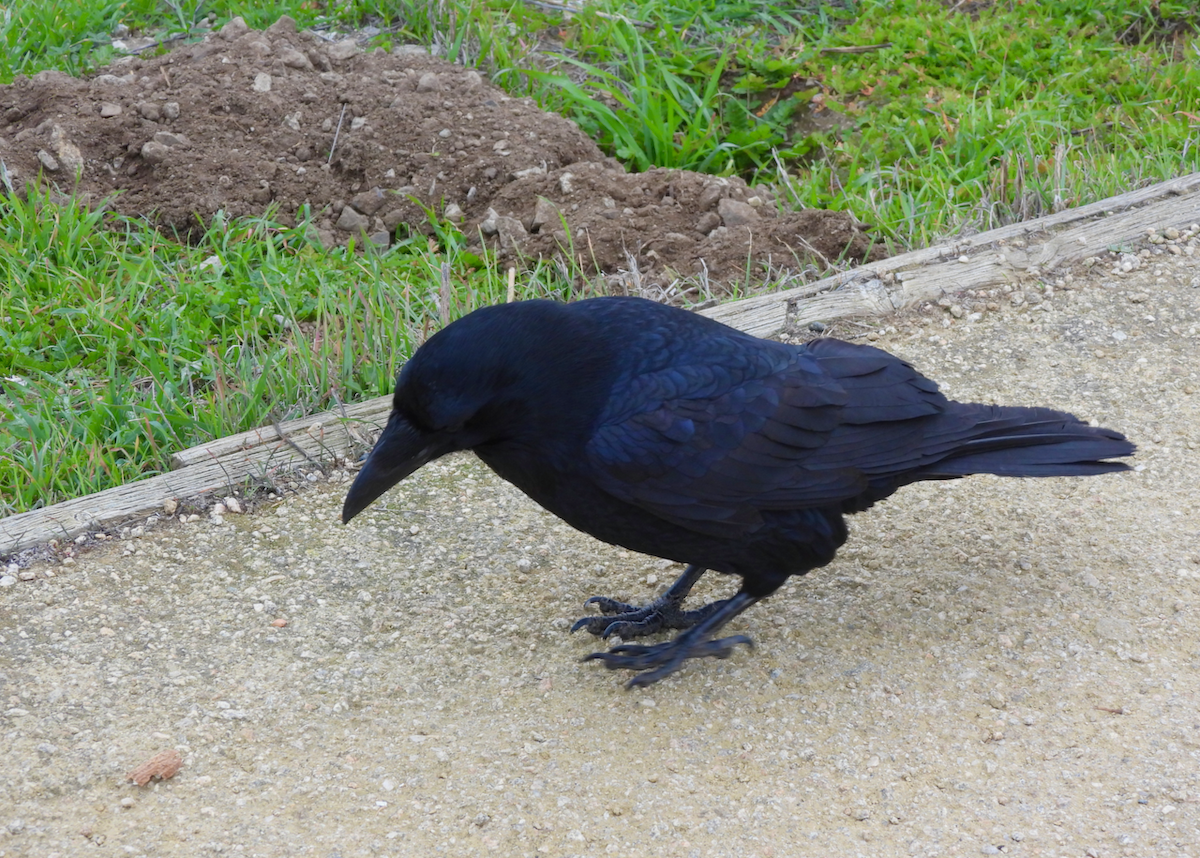 Common Raven - ML646628592