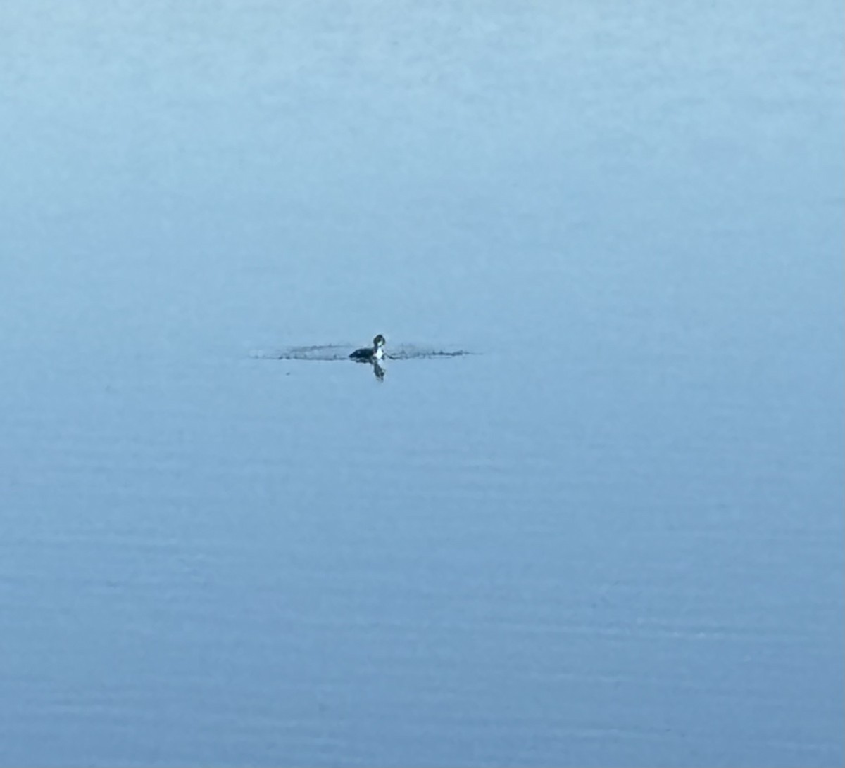 Grèbe à cou noir - ML646628594