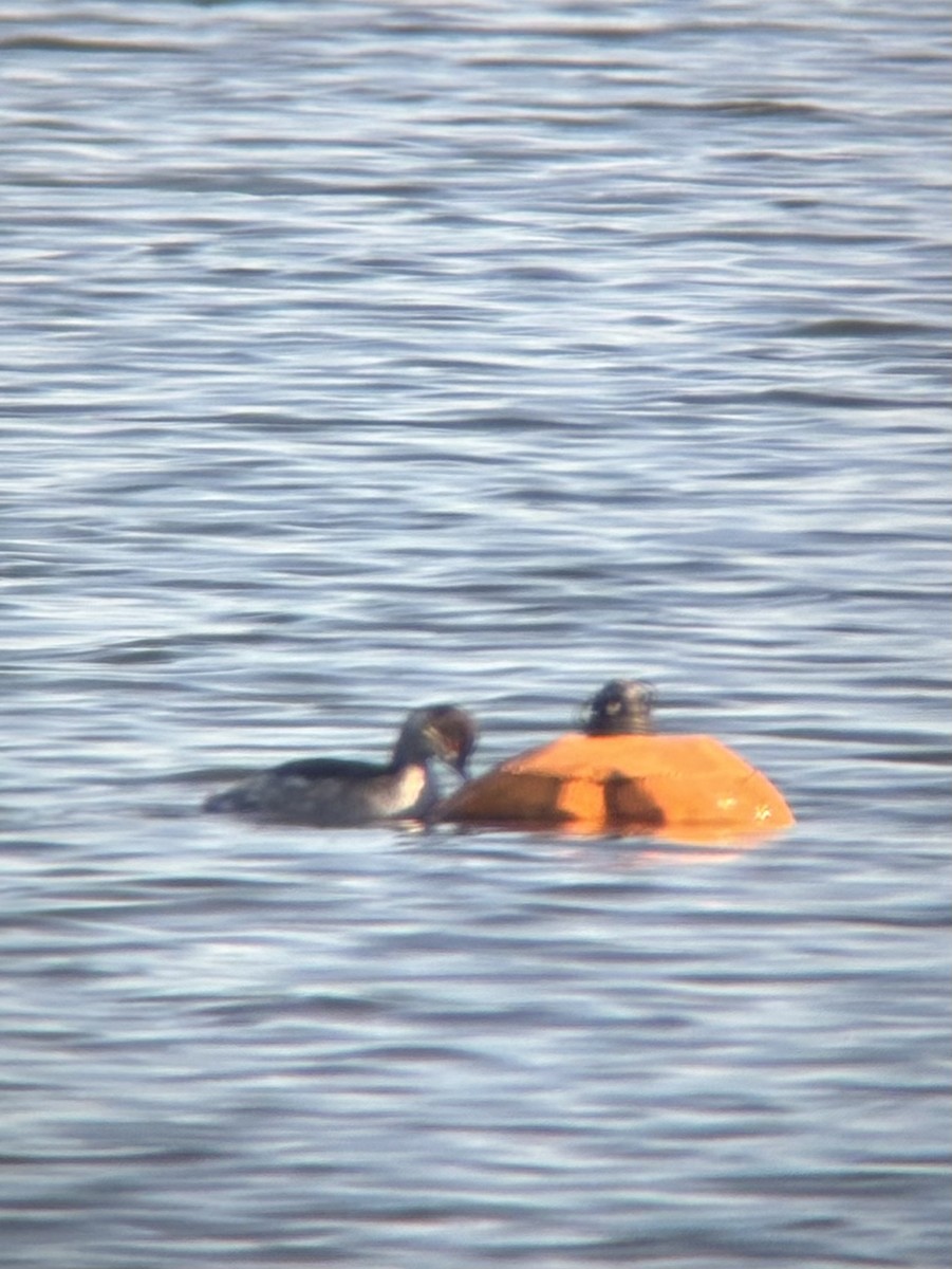 Grèbe à cou noir - ML646628595