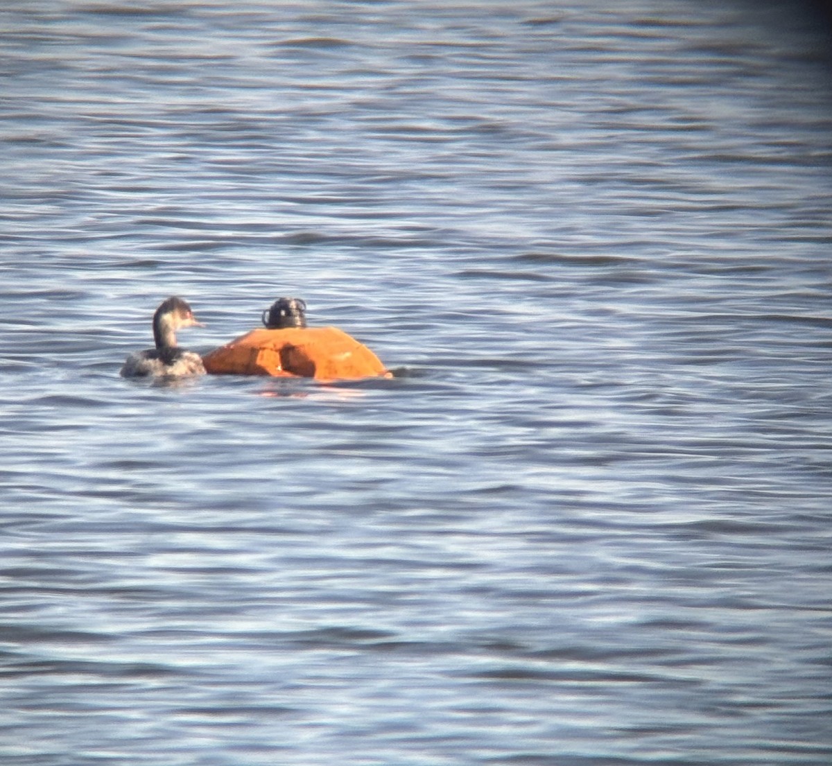 Grèbe à cou noir - ML646628596