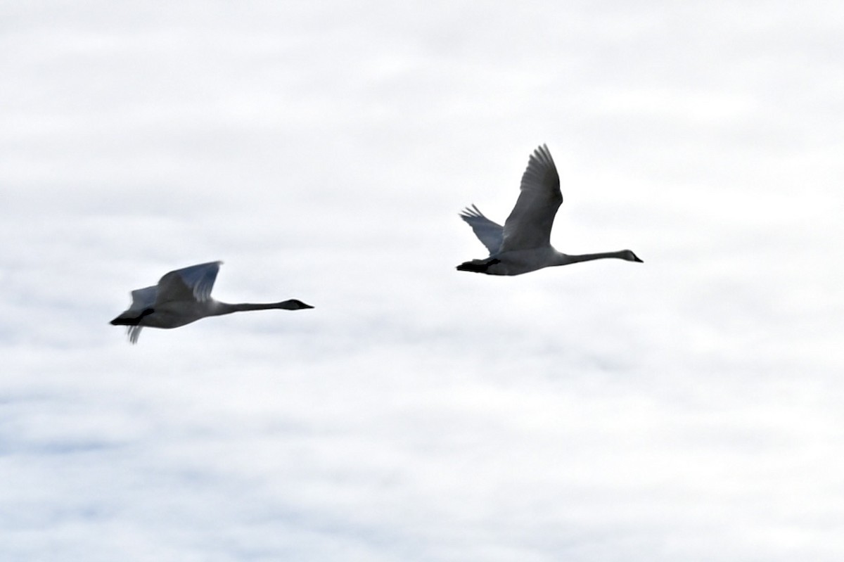Trumpeter Swan - ML646628604