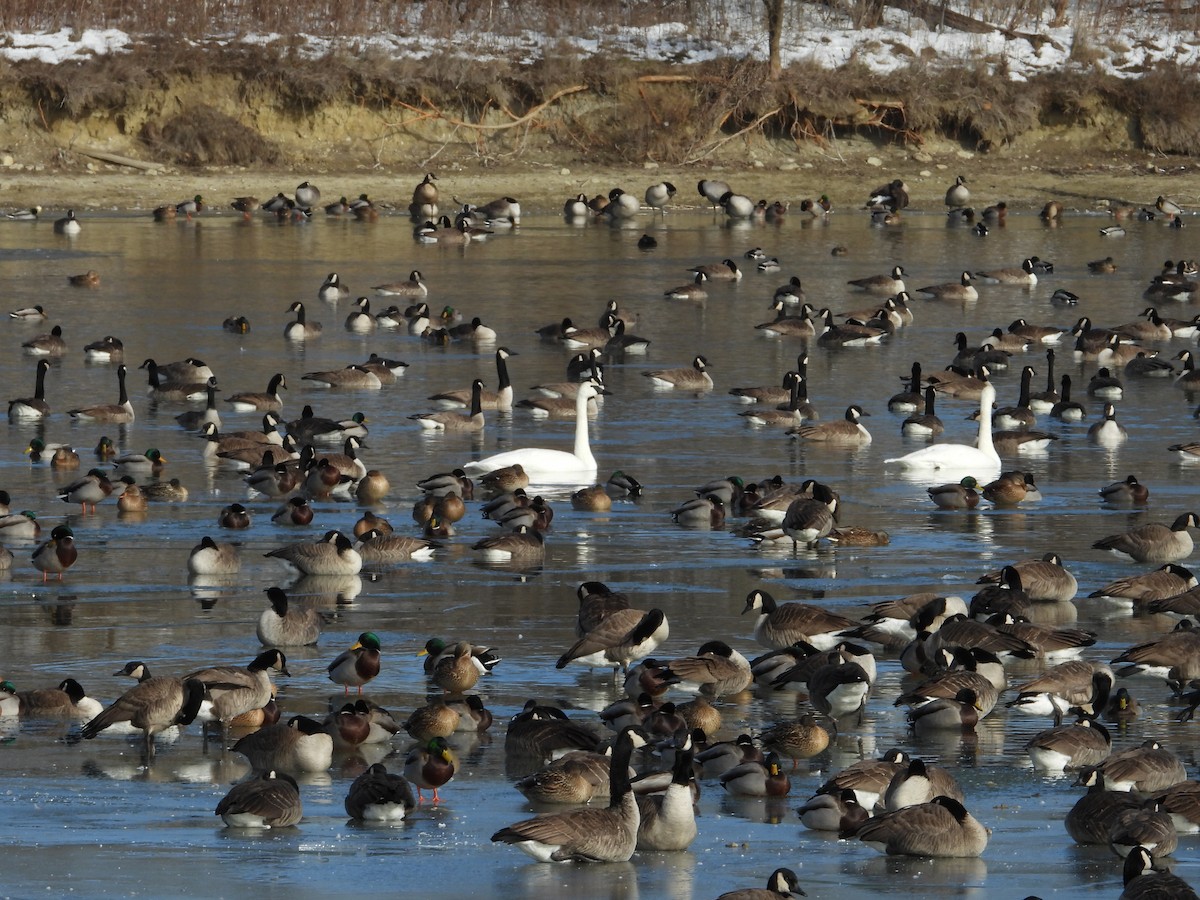Trumpeter Swan - ML646628605