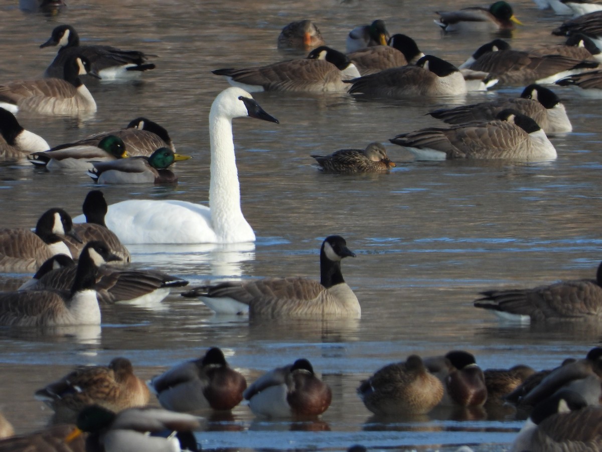 Trumpeter Swan - ML646628606