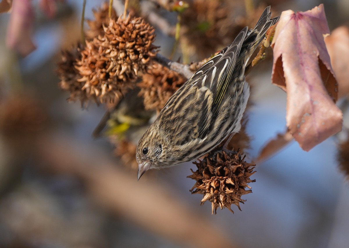 Fichtenzeisig - ML646628607