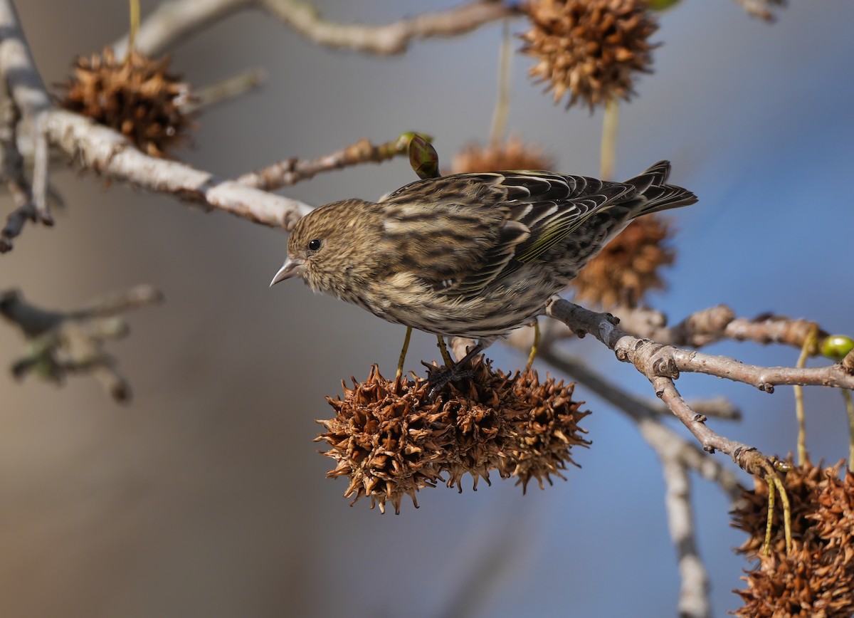 Fichtenzeisig - ML646628608