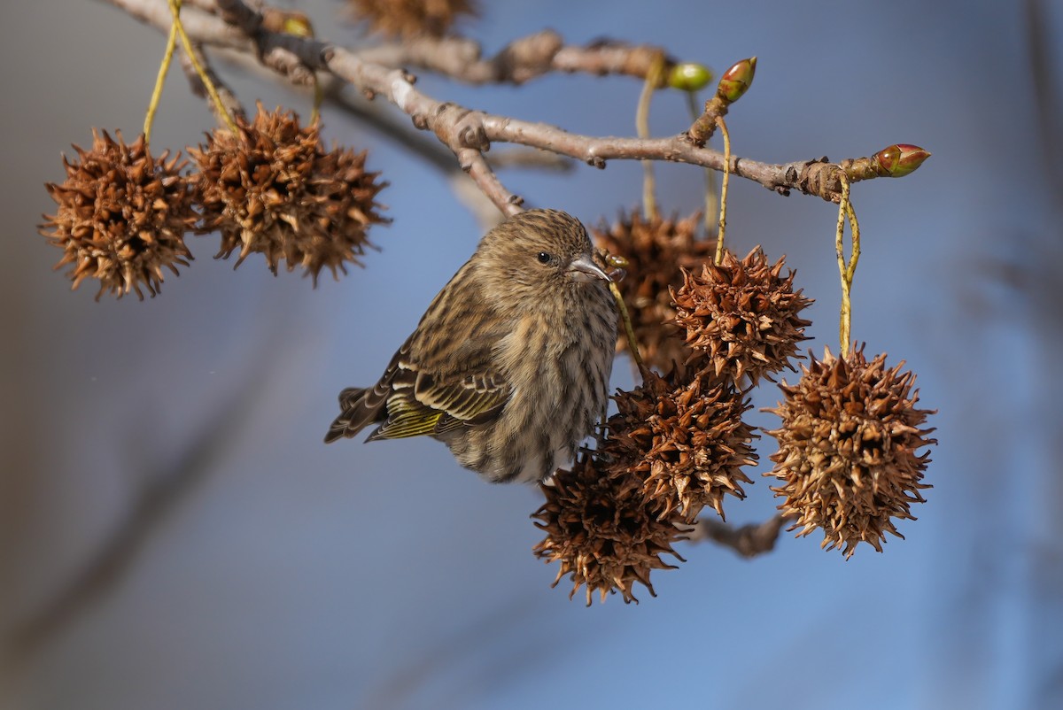 Fichtenzeisig - ML646628609