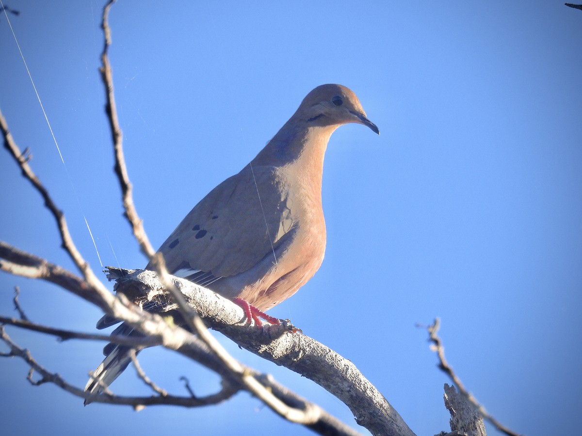 Zenaida Dove - ML646628610
