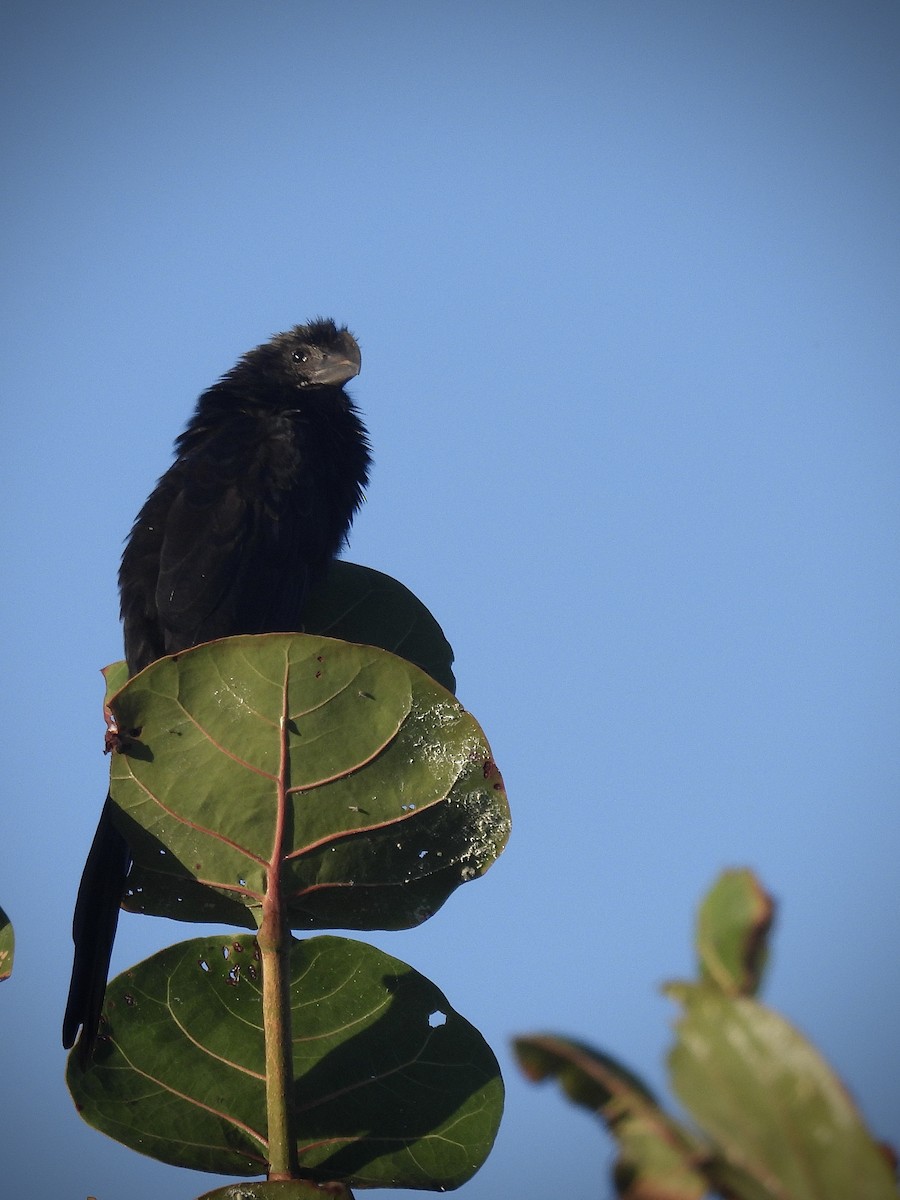 Smooth-billed Ani - ML646628613