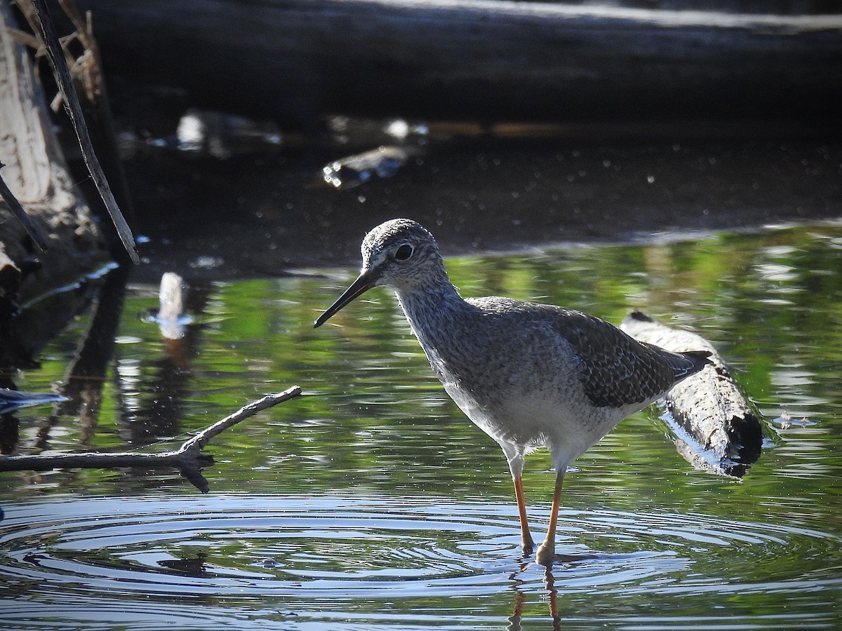 ביצנית צהובת-רגל - ML646628622